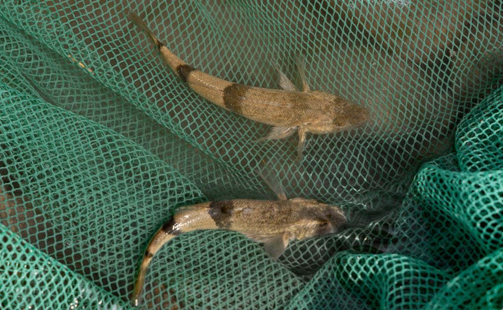 deux aprons pêchés sur le Buëch en attente dans le filet de pêche immergé dans l'eau du Buëch