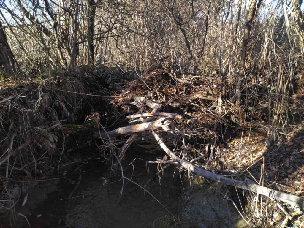 Ruisseau de Villefranche à Mévouillon, avant les travaux, le lit est très encombré par le bois mort