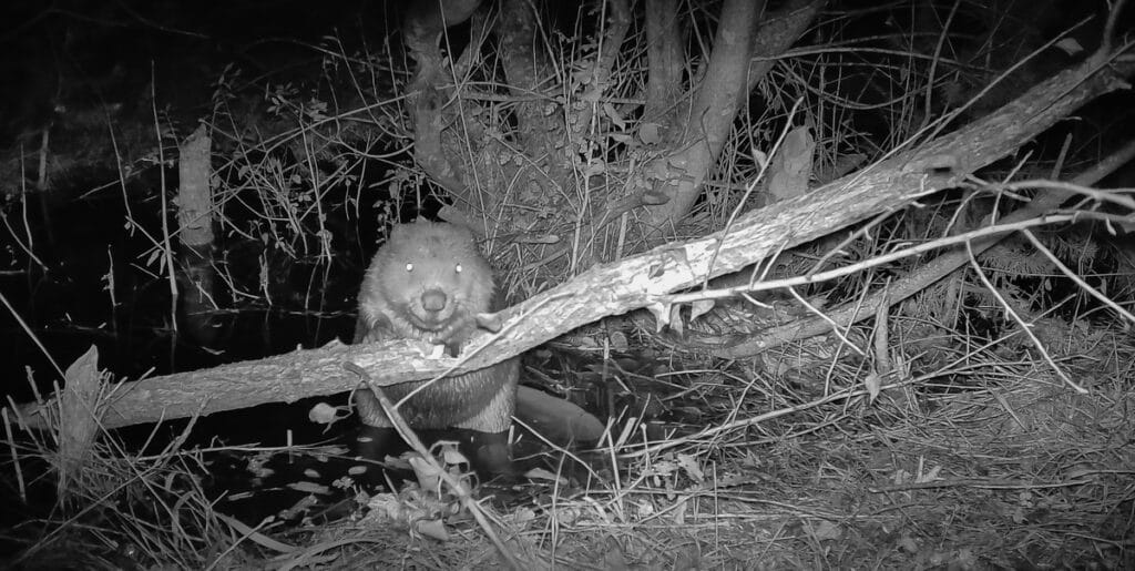 photo en noir et blanc d'un castor en train de manger un tronc prise de nuit à l'aide d'un piège photo
