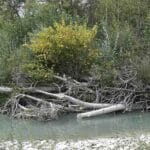 photo d'un buisson de renouée poussant dans un embacle : au premier plan il y a quelques galets puis de l'eau verte du Buëch avec ensuite un tas de bois duquel émerge un buisson de renouée avec les feuilles jaunissantes et en arrière plan on voit des buissons de saules puis des peupliers