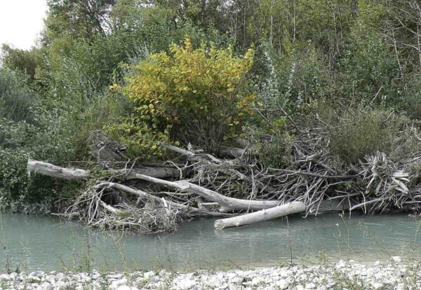 photo d'un buisson de renouée poussant dans un embacle : au premier plan il y a quelques galets puis de l'eau verte du Buëch avec ensuite un tas de bois duquel émerge un buisson de renouée avec les feuilles jaunissantes et en arrière plan on voit des buissons de saules puis des peupliers